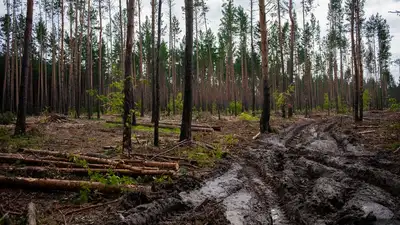 Футболистка найдена мертвой в лесу