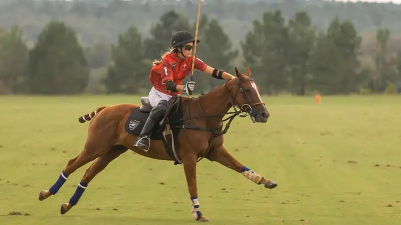 Выведены лошади для поло