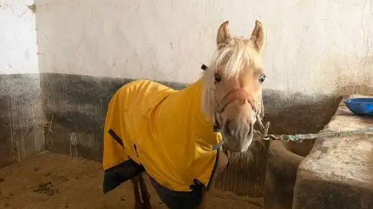 В Алматы решён вопрос размещения лошадей на зимний период